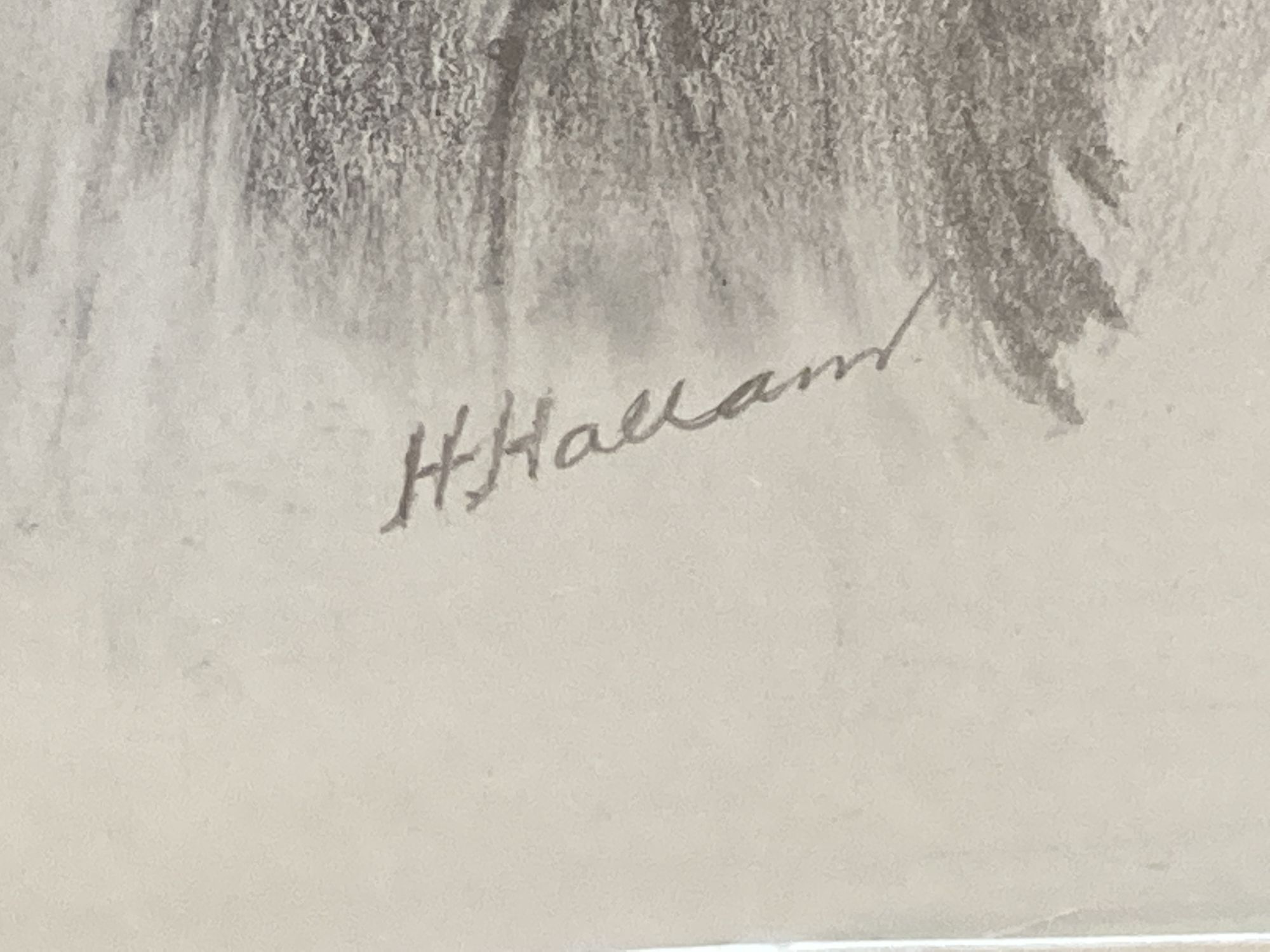 H. Hallam, pencil drawing, Tree Creeper, signed, 44 x 30cm